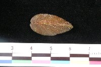 藏品(孔雀殼菜蛤)的圖片